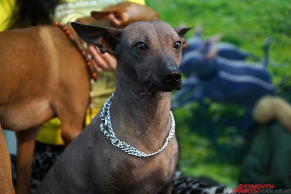 Ксолоитцкуинтли.