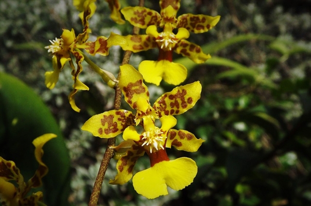 Trichocentrum cebolleta.